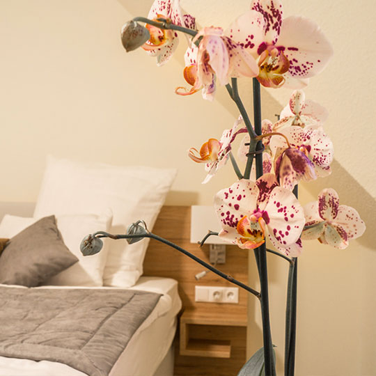Zweig einer weiß-rosa gefleckten Orchidee vor einem Bett mit grauer Tagesdecke und Holz-Nachttisch