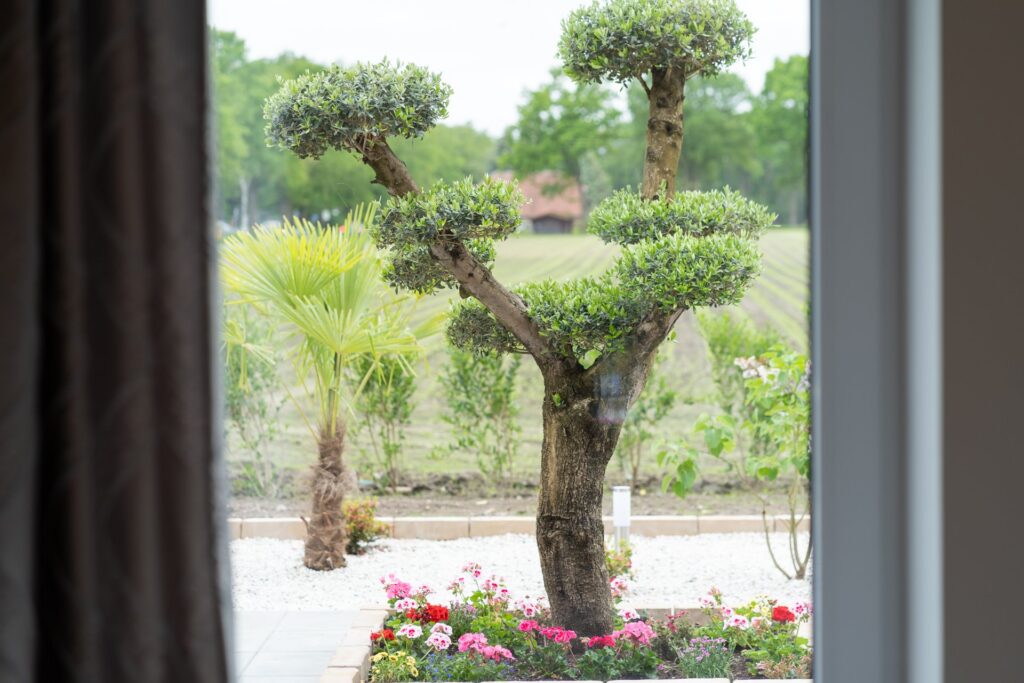 Mehrstämmiger Zierbaum mit kugelförmigen Laubpolstern steht in einem Kiesbeet, umgeben von bunten Blumen und einer Palme